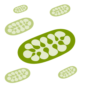 Bacteria illustration